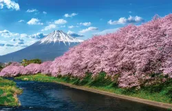Top 4 Cherry Blossom Photo Spots with Mount Fuji as the Backdrop