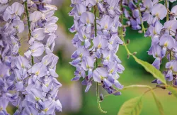 Meet Wisteria, the Purple Flower from Japan!