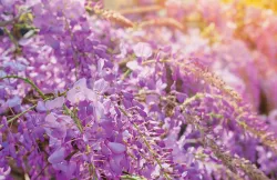 Just as Beautiful: 8 Places to See Wisteria Blooms in Japan