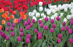Exciting Festivals and Natural Wonders of Schengen in the Spring