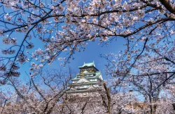 4 Top Spots to Enjoy Cherry Blossoms in Fukuoka