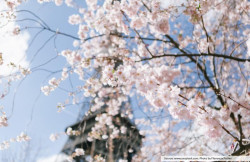 Cherry Blossoms in Europe? Is That Even a Thing?
